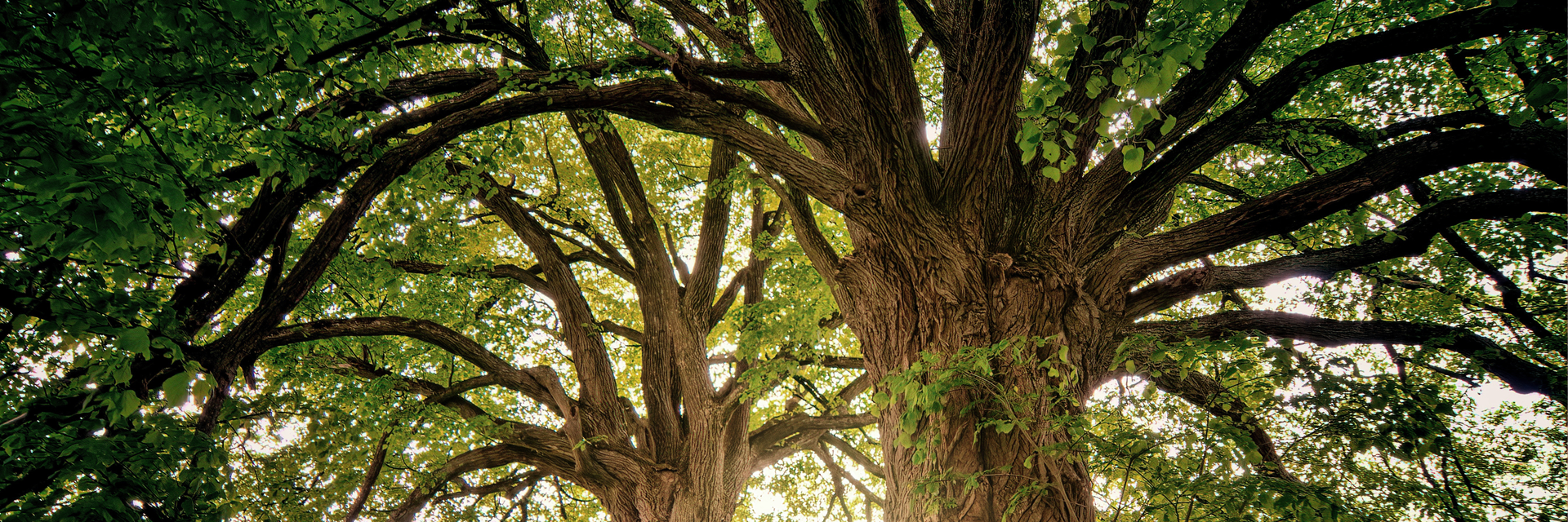 Sustainability topbanner